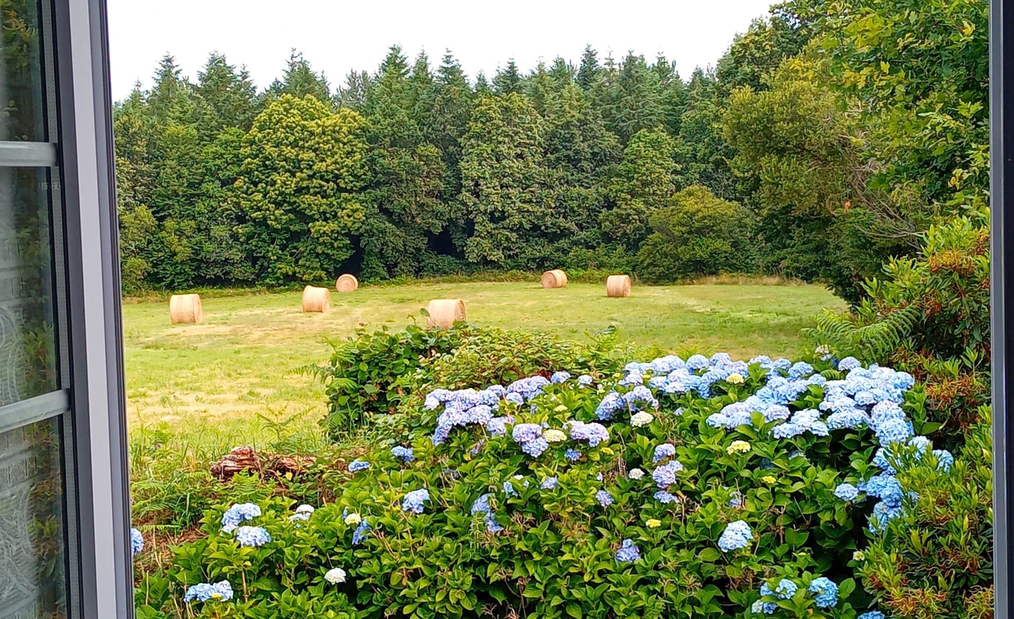 hortensias et champs derrière le gite